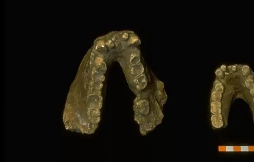 گیگانتوپیتکوس: راز بزرگترین میمون تاریخ + حقایق خواندنی