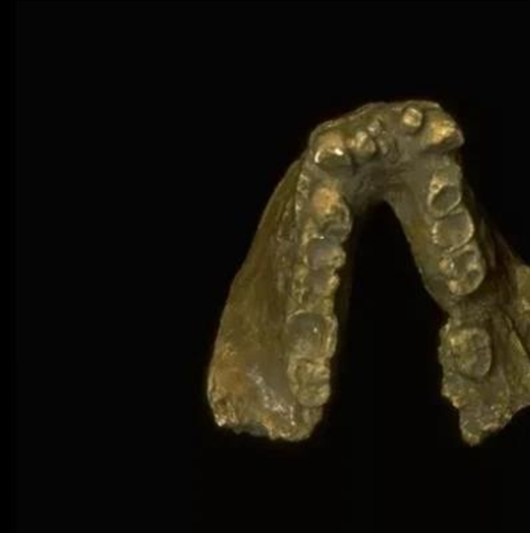 گیگانتوپیتکوس: راز بزرگترین میمون تاریخ + حقایق خواندنی