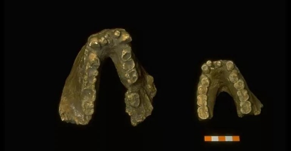 گیگانتوپیتکوس: راز بزرگترین میمون تاریخ + حقایق خواندنی