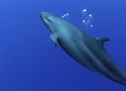نهنگ قاتل دروغین: 10 حقیقت شگفت‌انگیز درباره این دلفین مرموز