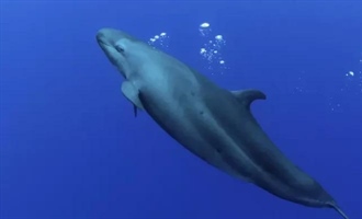 نهنگ قاتل دروغین: 10 حقیقت شگفت‌انگیز درباره این دلفین مرموز