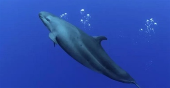 مطلب مرتبط: نهنگ قاتل دروغین: 10 حقیقت شگفت‌انگیز درباره این دلفین مرموز 