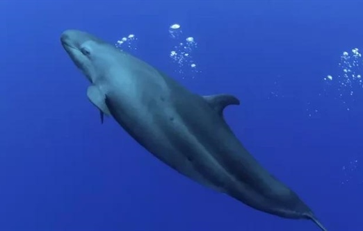 نهنگ قاتل دروغین: 10 حقیقت شگفت‌انگیز درباره این دلفین مرموز