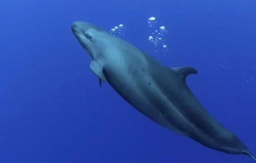 نهنگ قاتل دروغین: 10 حقیقت شگفت‌انگیز درباره این دلفین مرموز