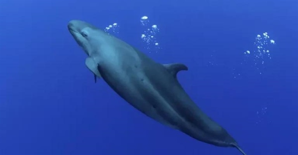 نهنگ قاتل دروغین: 10 حقیقت شگفت‌انگیز درباره این دلفین مرموز