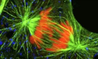 پراکسیزوم: اندامک یوکاریوتی حیاتی | عملکرد، تولید و نقش در سلول