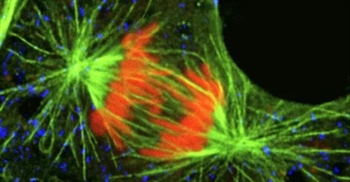 مطلب مرتبط: پراکسیزوم: اندامک یوکاریوتی حیاتی | عملکرد، تولید و نقش در سلول 