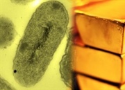 کشف میکروبی که به اندازه طلا ارزش دارد!