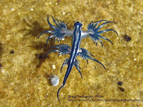Glaucus atlanticus