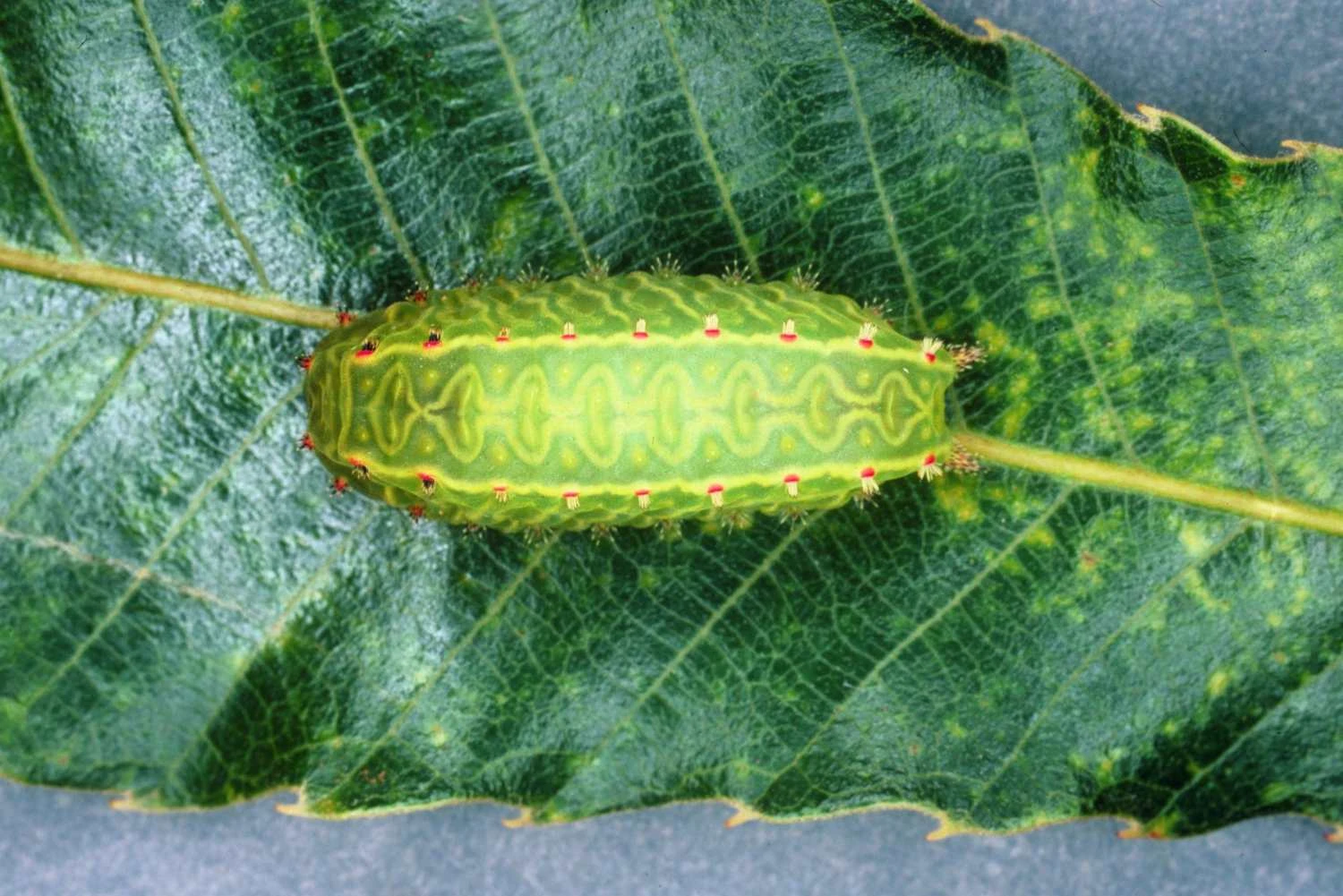 تصویری از کرم حلزونی ناسون