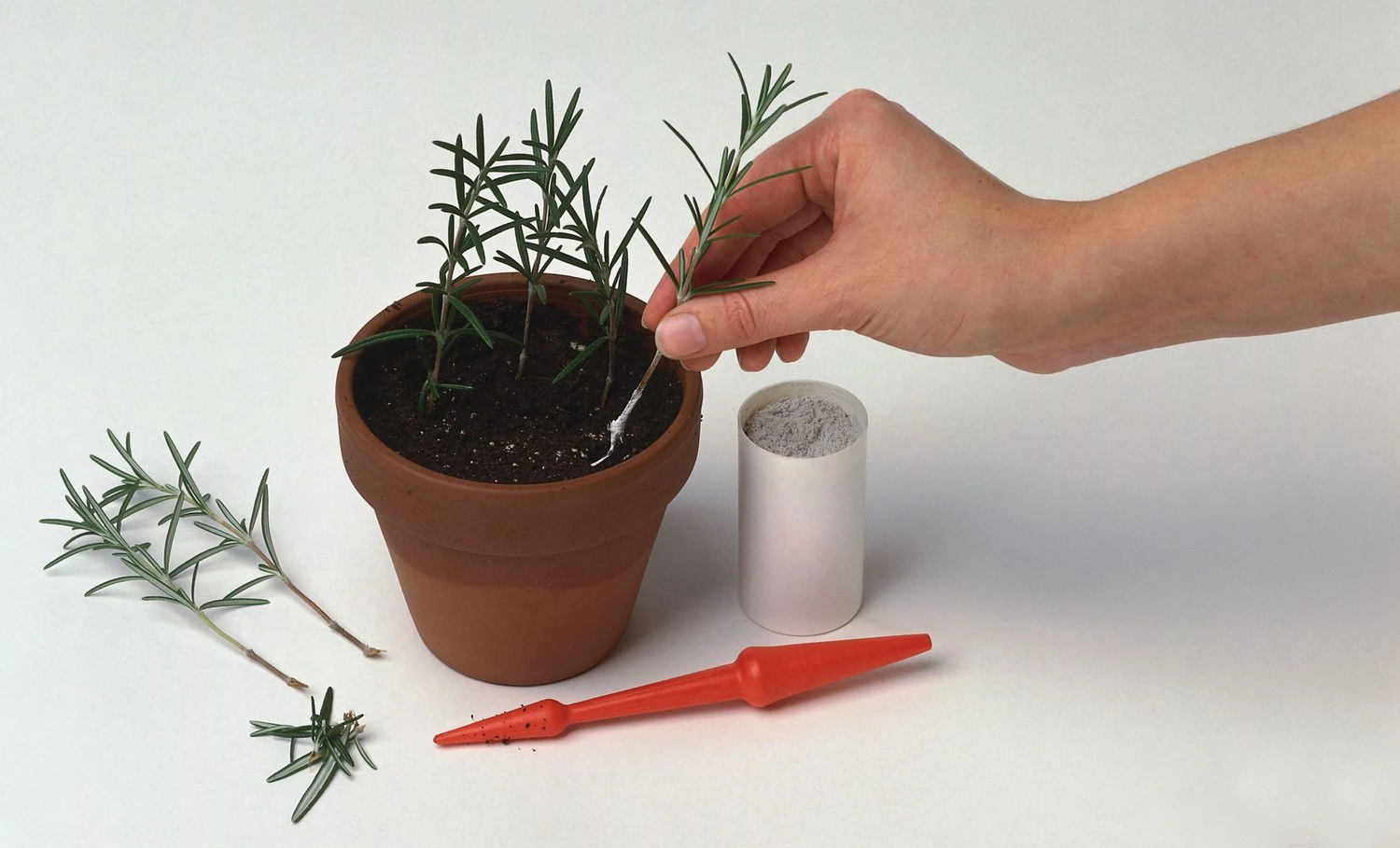 پودر هورمون ریشه زایی به بافت گیاه دستور می دهد تا ریشه تولید کند.