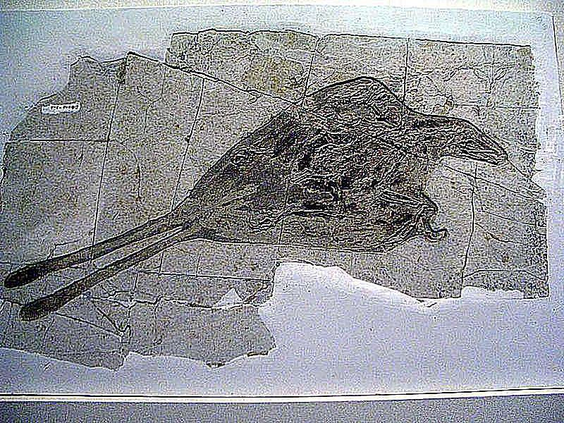 کنفوسیوس‌اورنیس