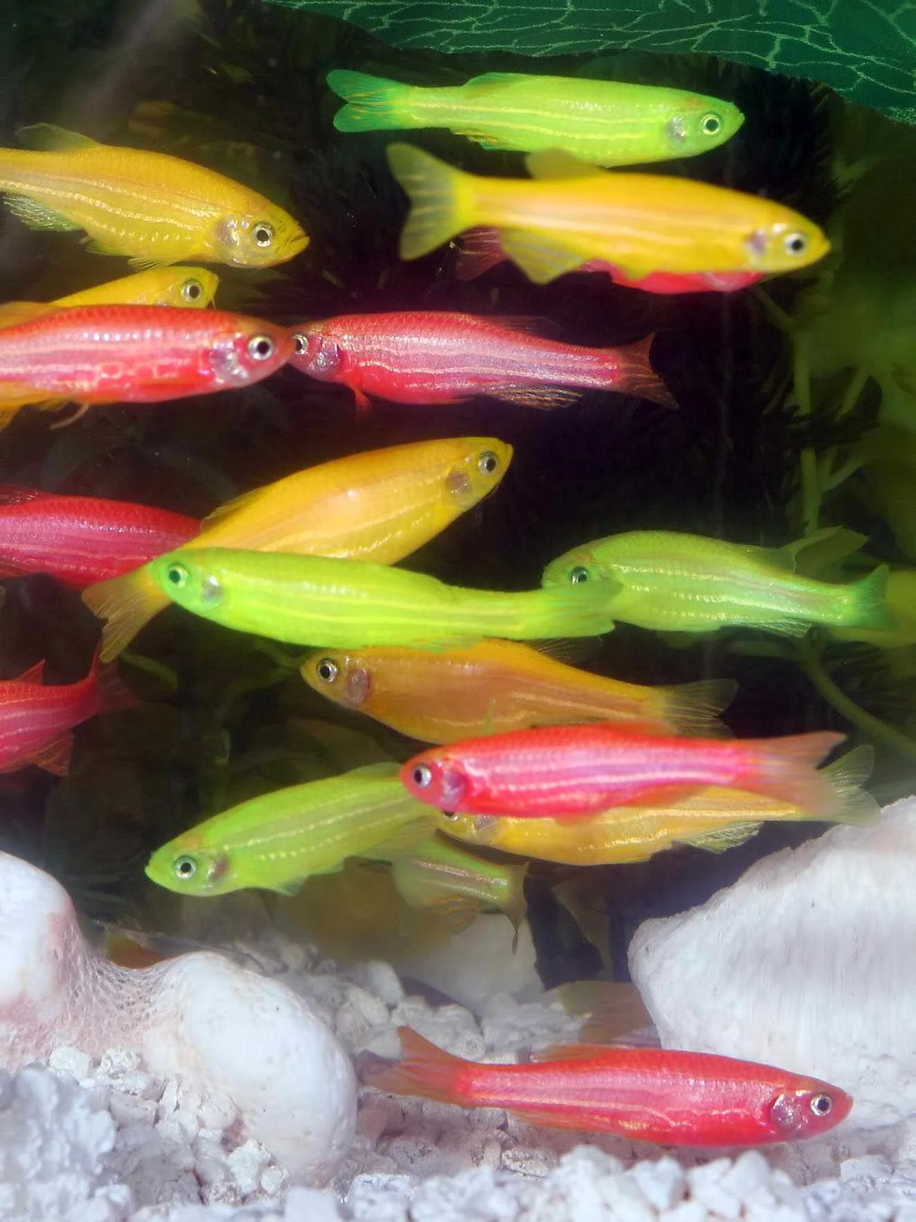 ماهی‌های GloFish که از نظر ژنتیکی اصلاح شده‌اند و رنگ درخشان خود را از GFP می‌گیرند.