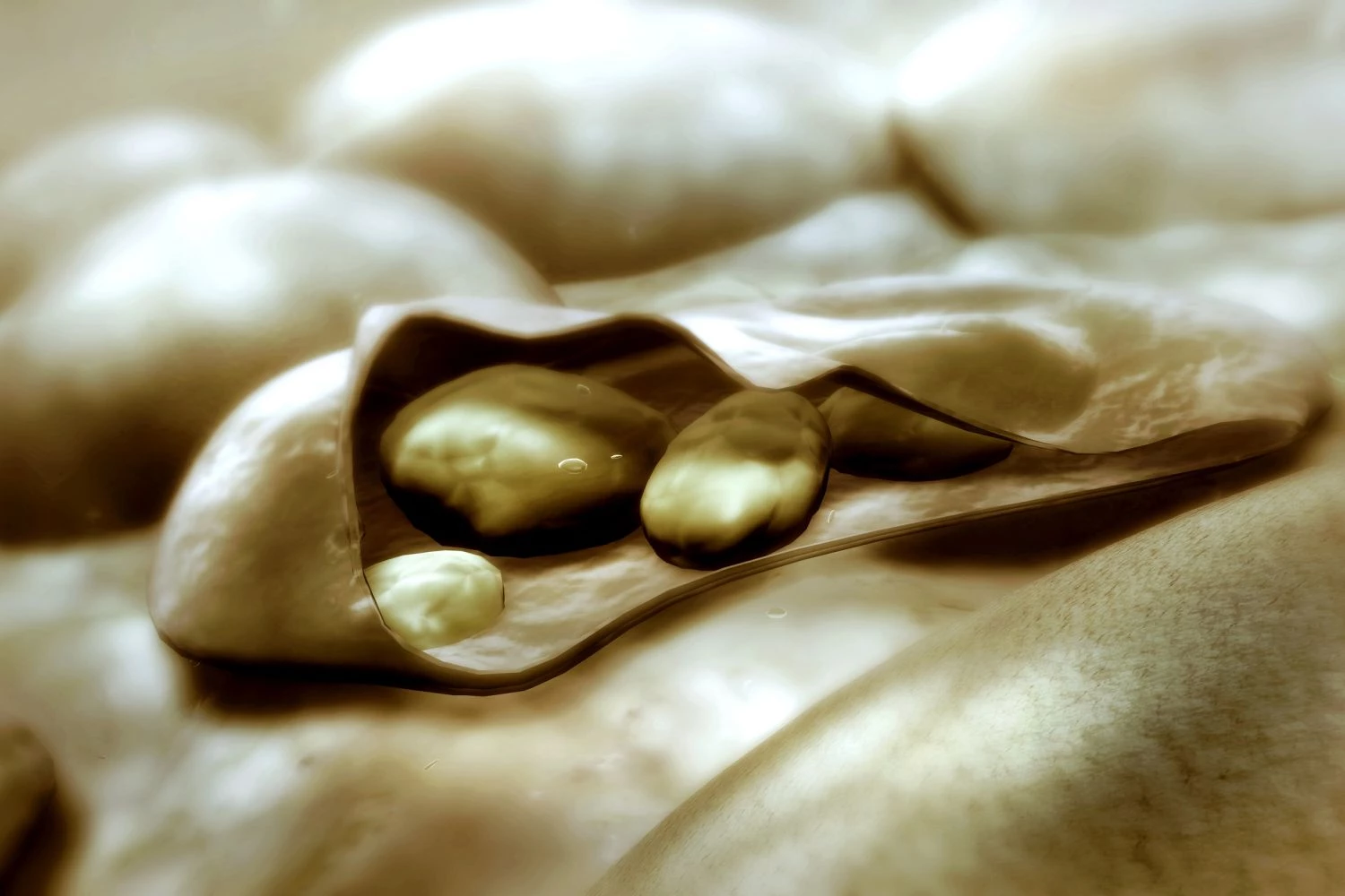 پروتیست های هتروتروف غیرمتحرک