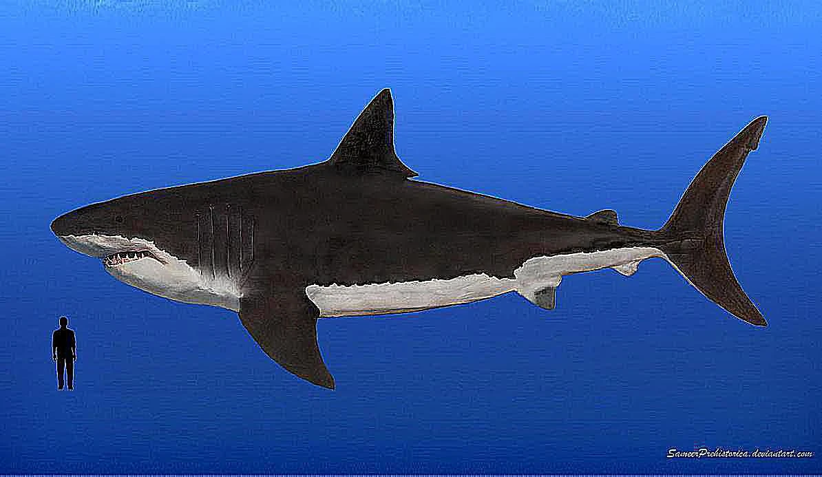 مگالودون در مقایسه با انسان