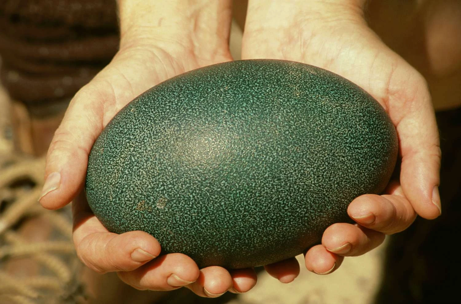 تخم‌مرغ <a href=