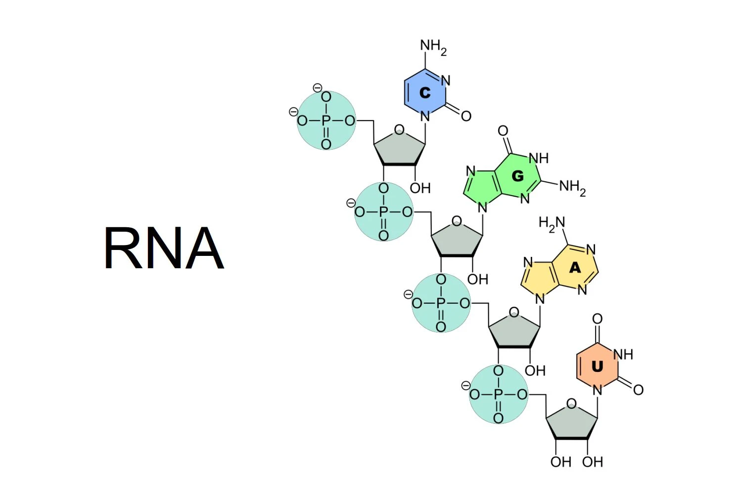 ساختار RNA