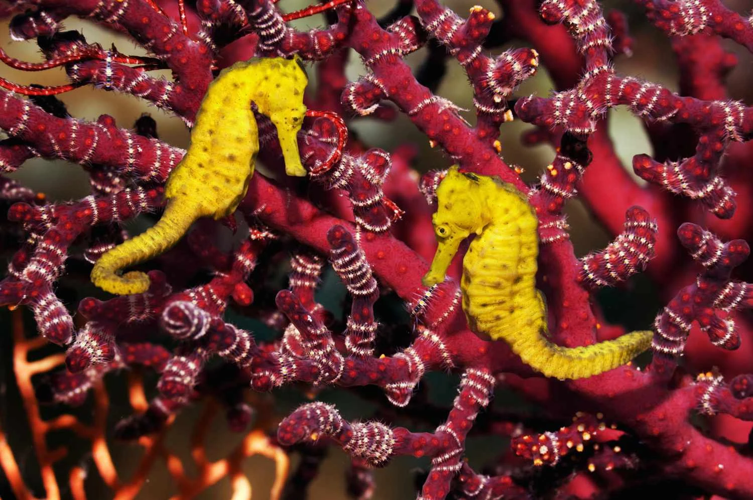 اسب‌های دریایی