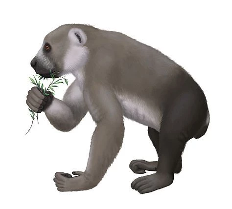 آرکائوایندریس.