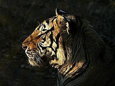 ببر سیبری در زیستگاه خود