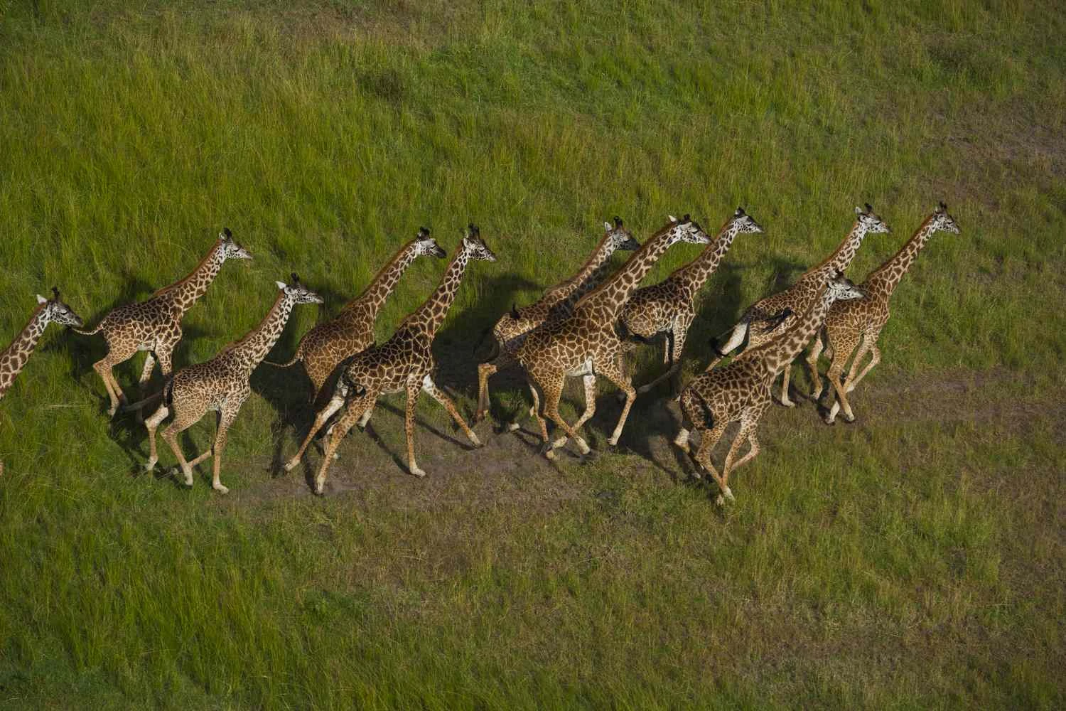 زرافه‌ها، منطقه حفاظت‌شده ماسای مارا، کنیا