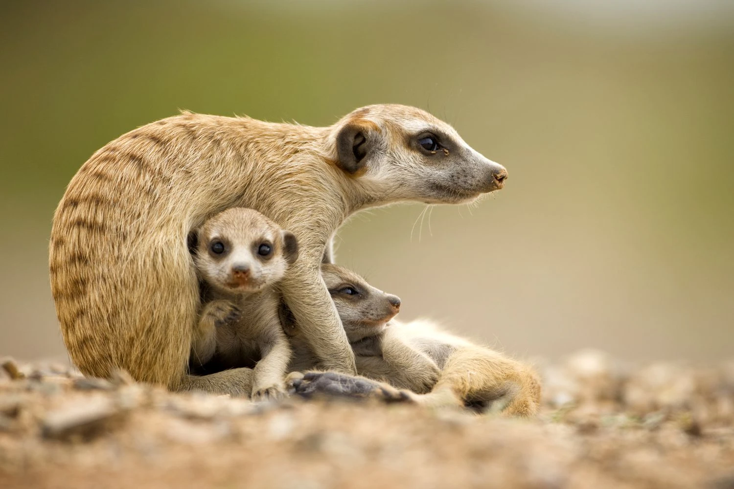 میرکت: Suricata suricatta