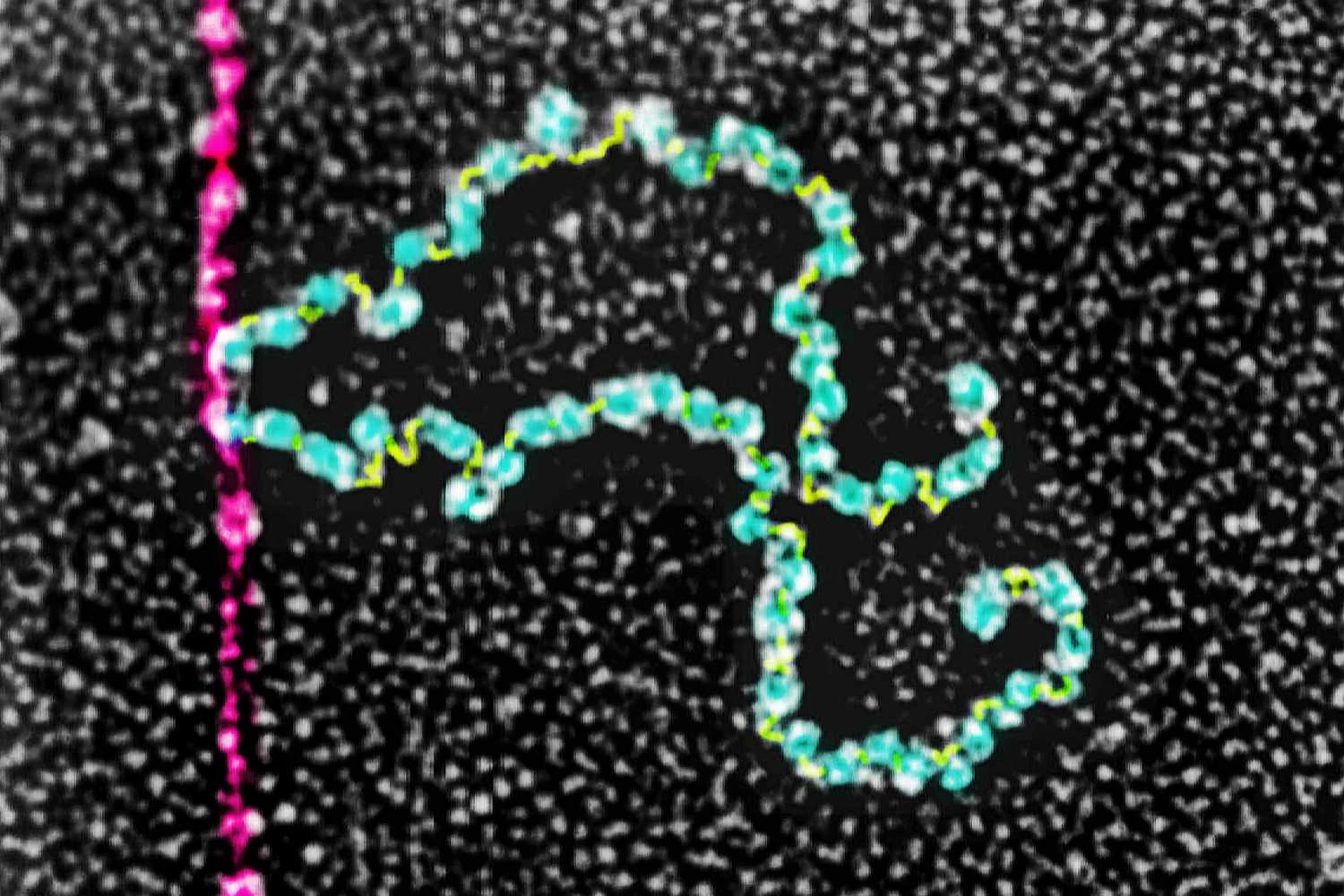 اسیدهای آمینه و سنتز پروتئین