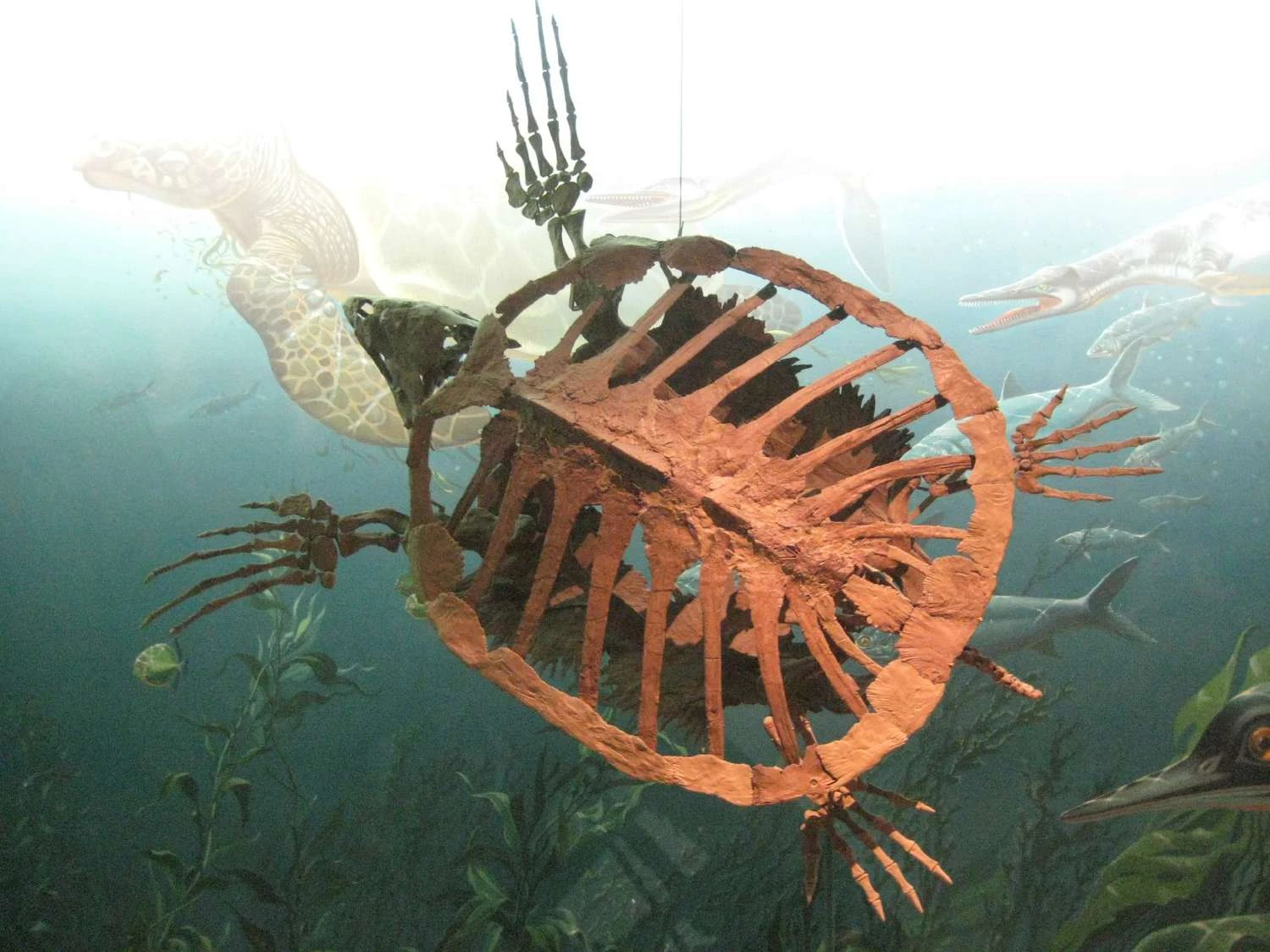 اسکلت نصب شده لاک‌پشت Protostega