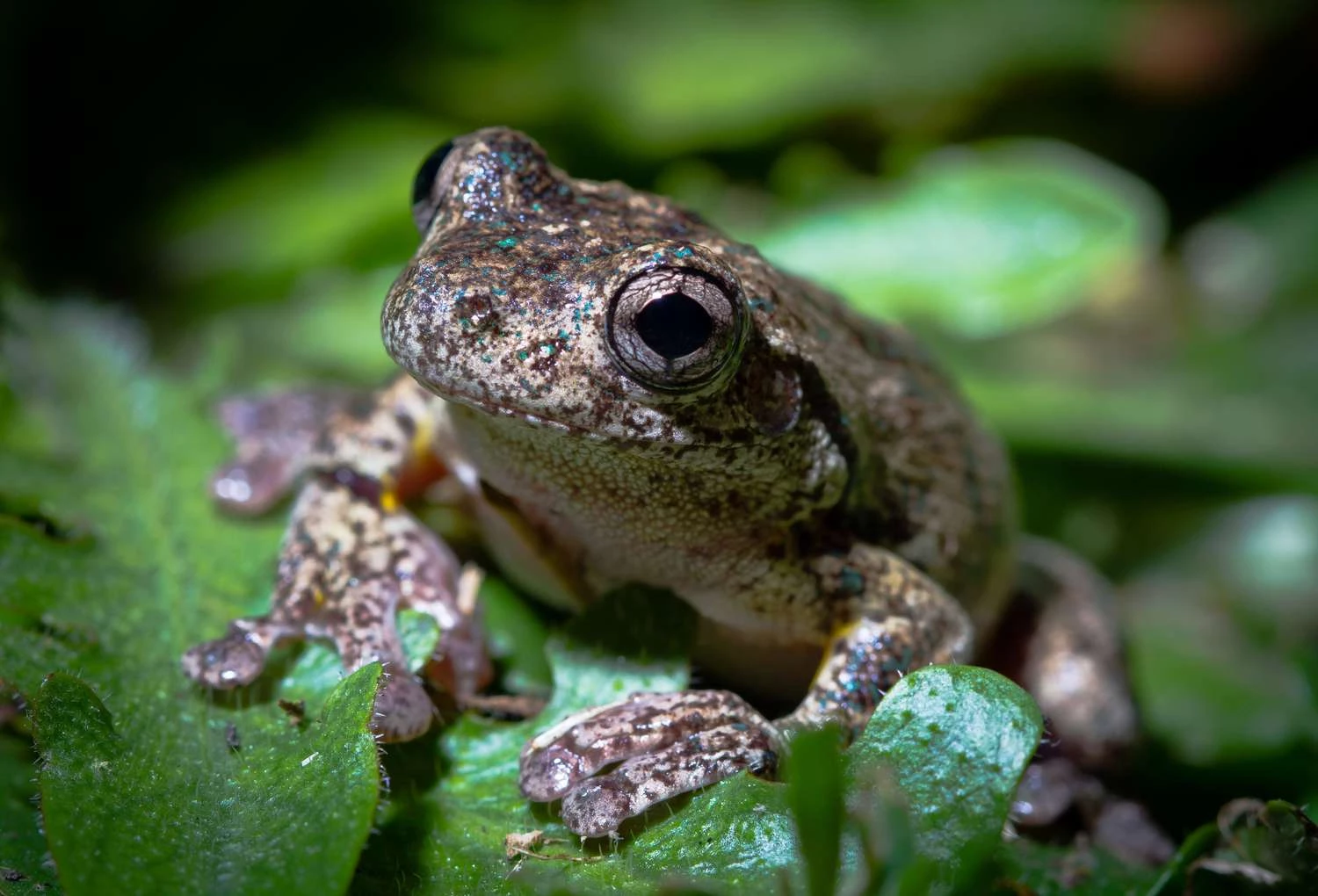 مرحله 3: بالغ - چرخه زندگی یک قورباغه