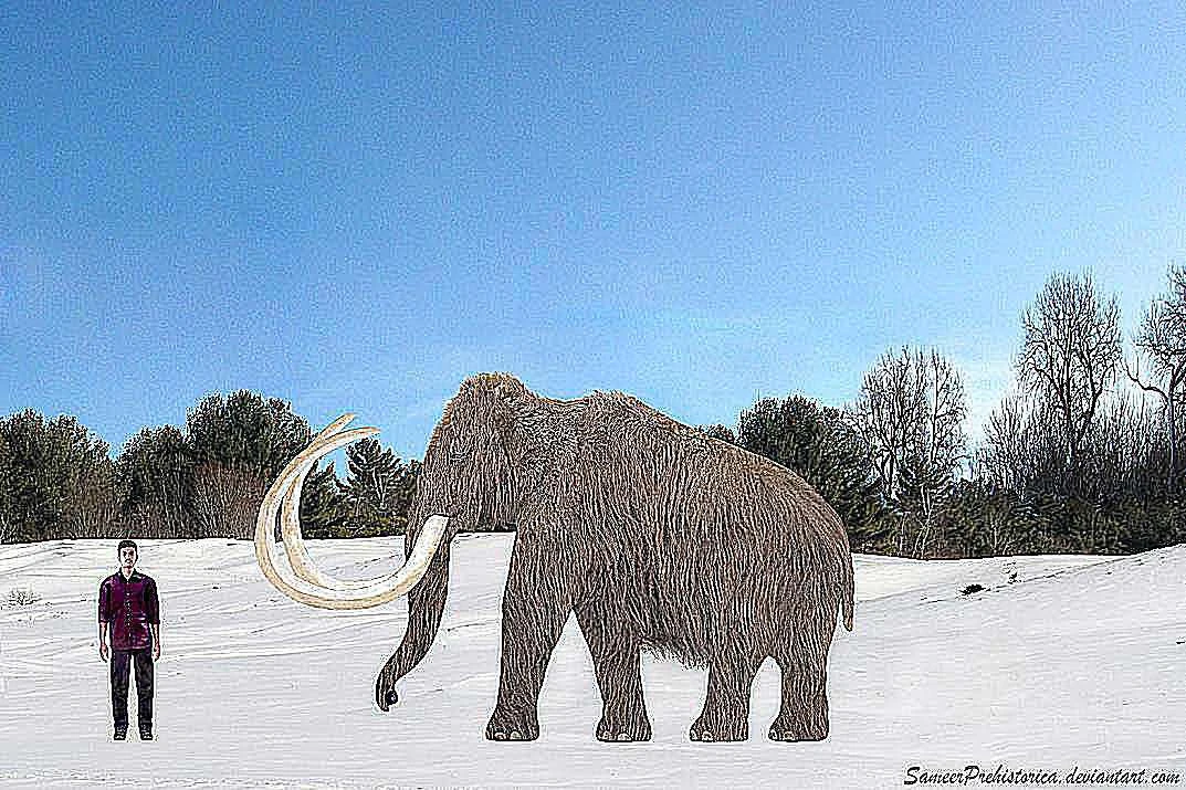 ماموت پشمالو در مقایسه با انسان