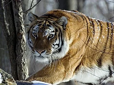 ببر سیبری با پوشش ضخیم