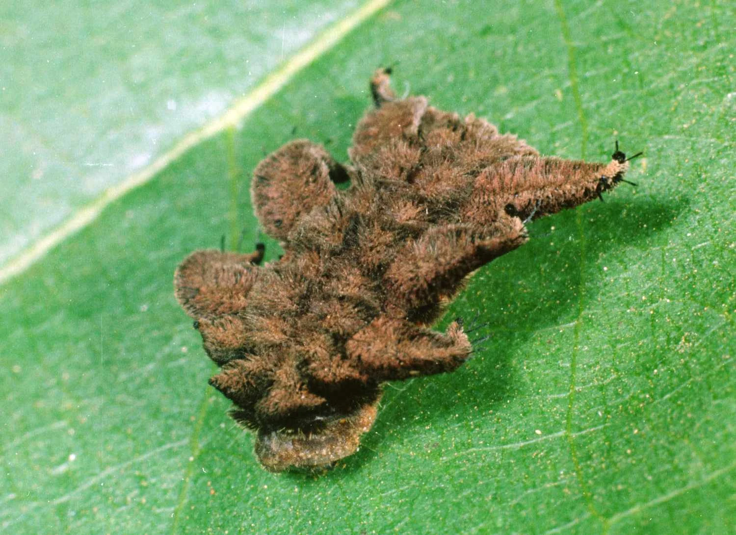 تصویری از کرم شب‌پره جادوگر