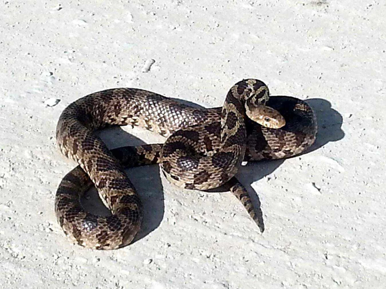 مار روباهی غربی