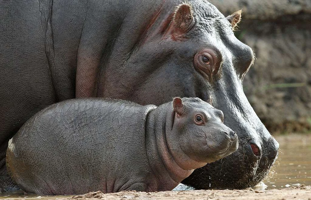 بچه اسب آبی پنج هفته‌ای با نام مستعار 'مادی' (چپ) نزدیک مادرش پریمروز (راست) ایستاده است