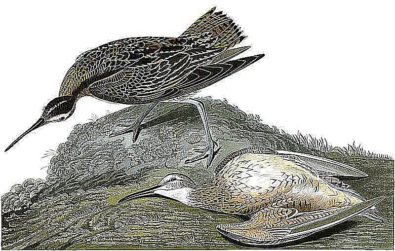 قوی فریاد اسکیمویی