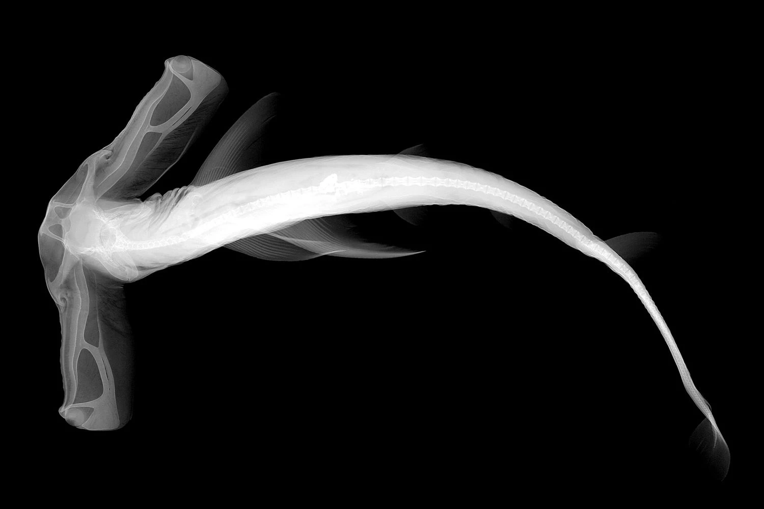 کوسه باله دار