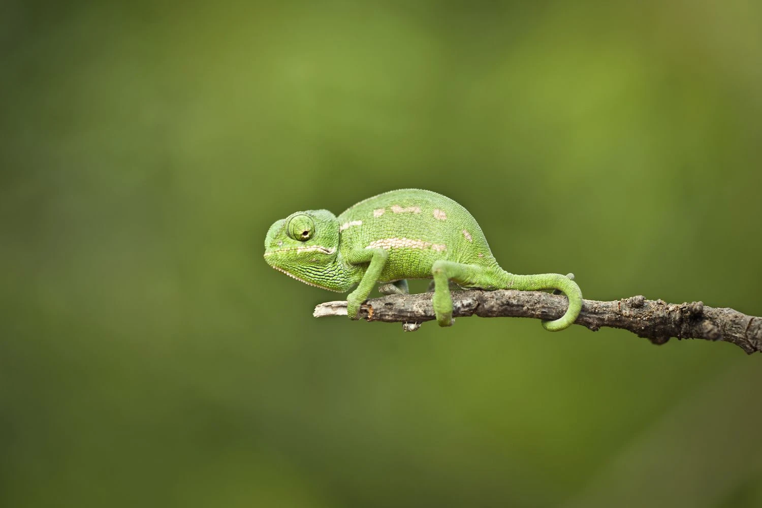 آفتاب‌پرست مدیترانه‌ای - Chamaeleo mediterraneo