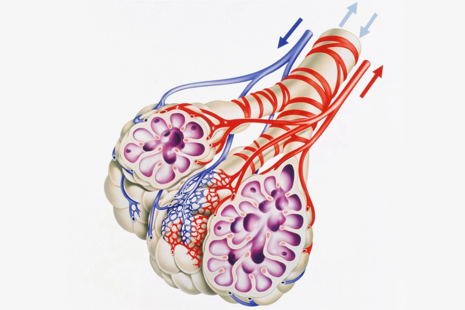 کیسه های هوایی در ریه های انسان.