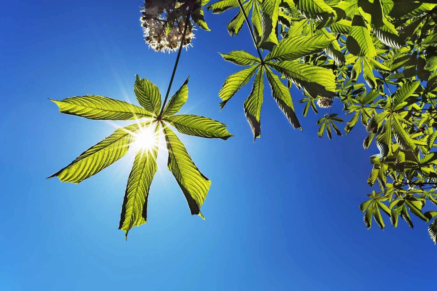 فرآیند فتوسنتز در گیاهان