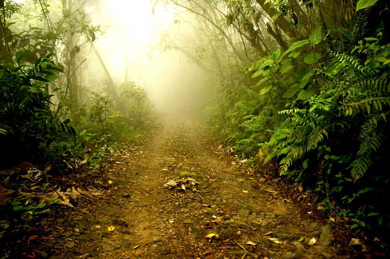 حفاظتگاه طبیعی الدورادو