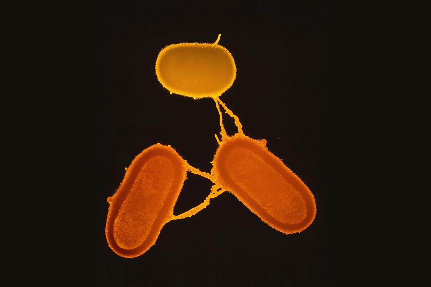 همجوشی باکتری ها