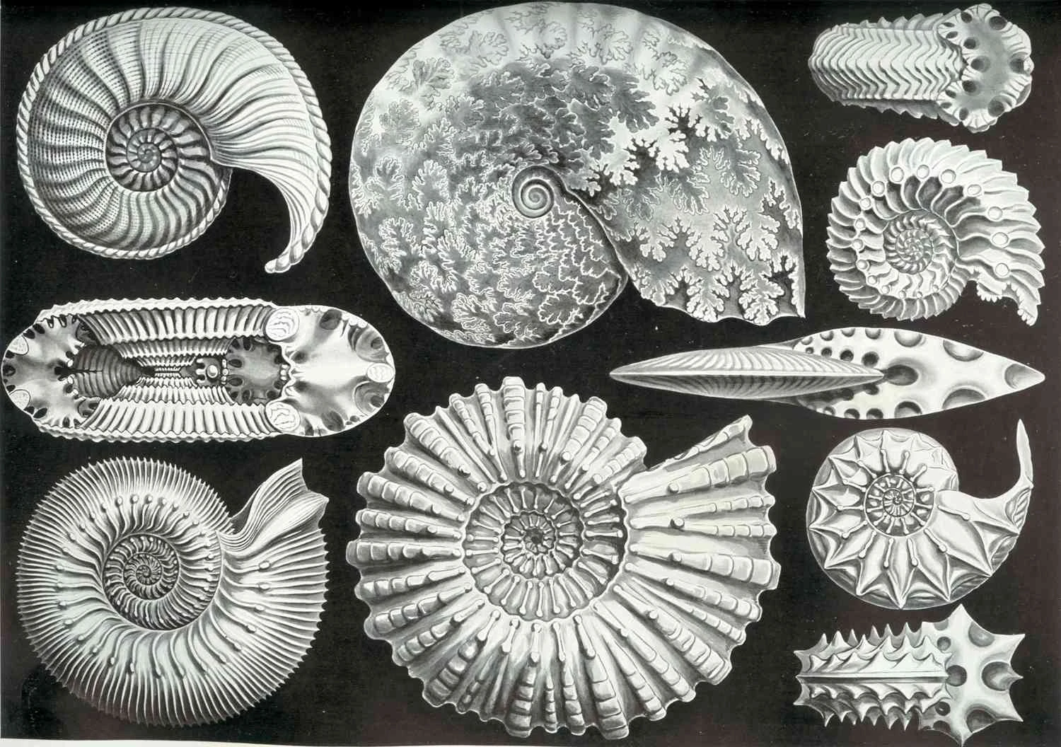 آمونیت‌ها (سنگ‌های مار)