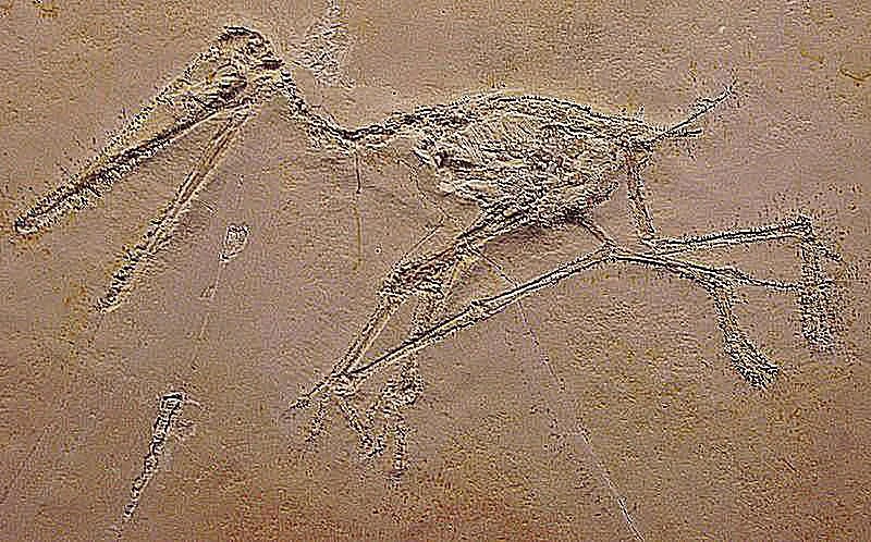 تصویری از فسیل پتروداکتیلوس