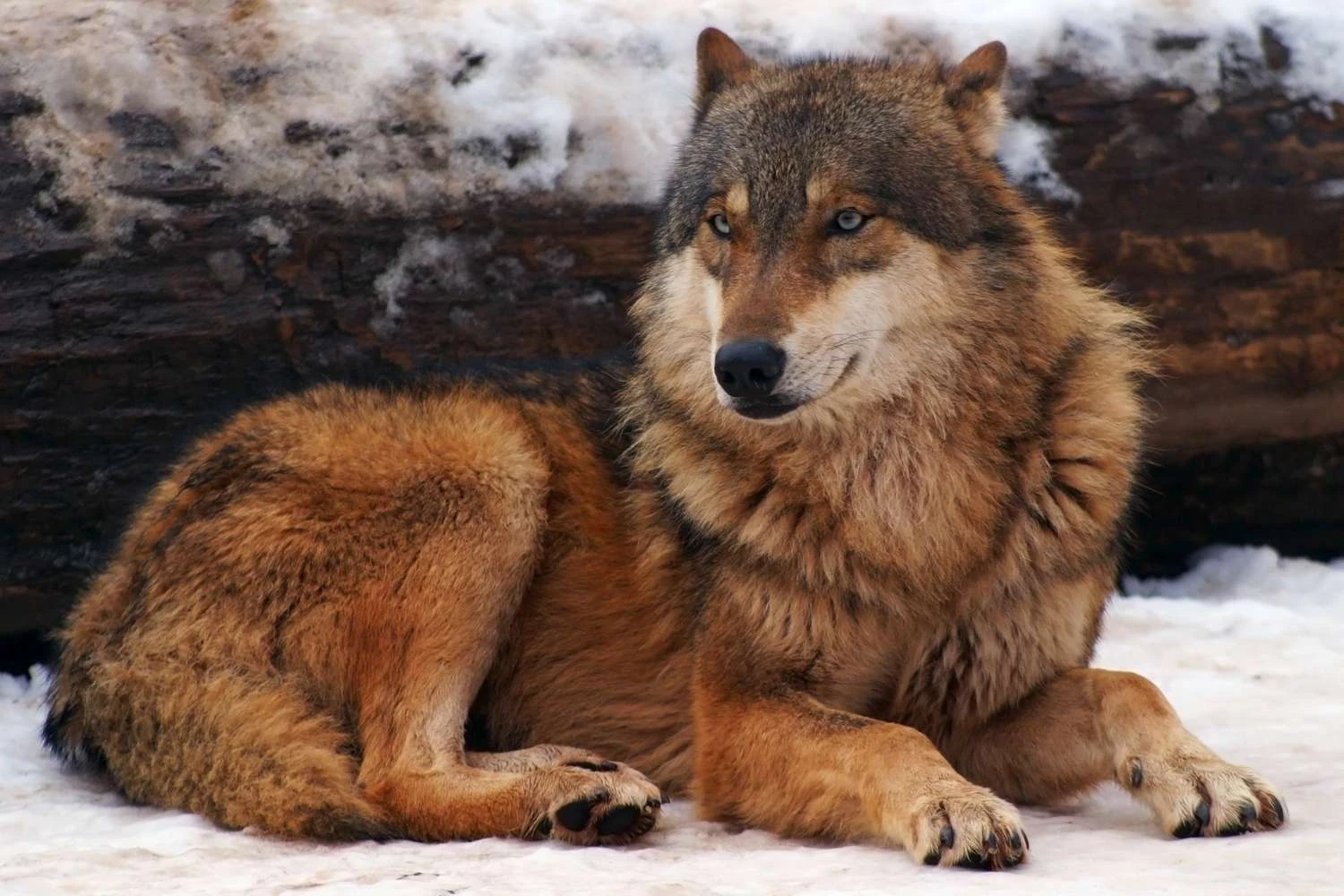 گرگ خاکستری: Canis lupus