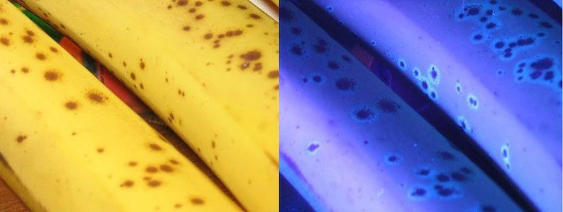 لکه های موز زیر نور سیاه