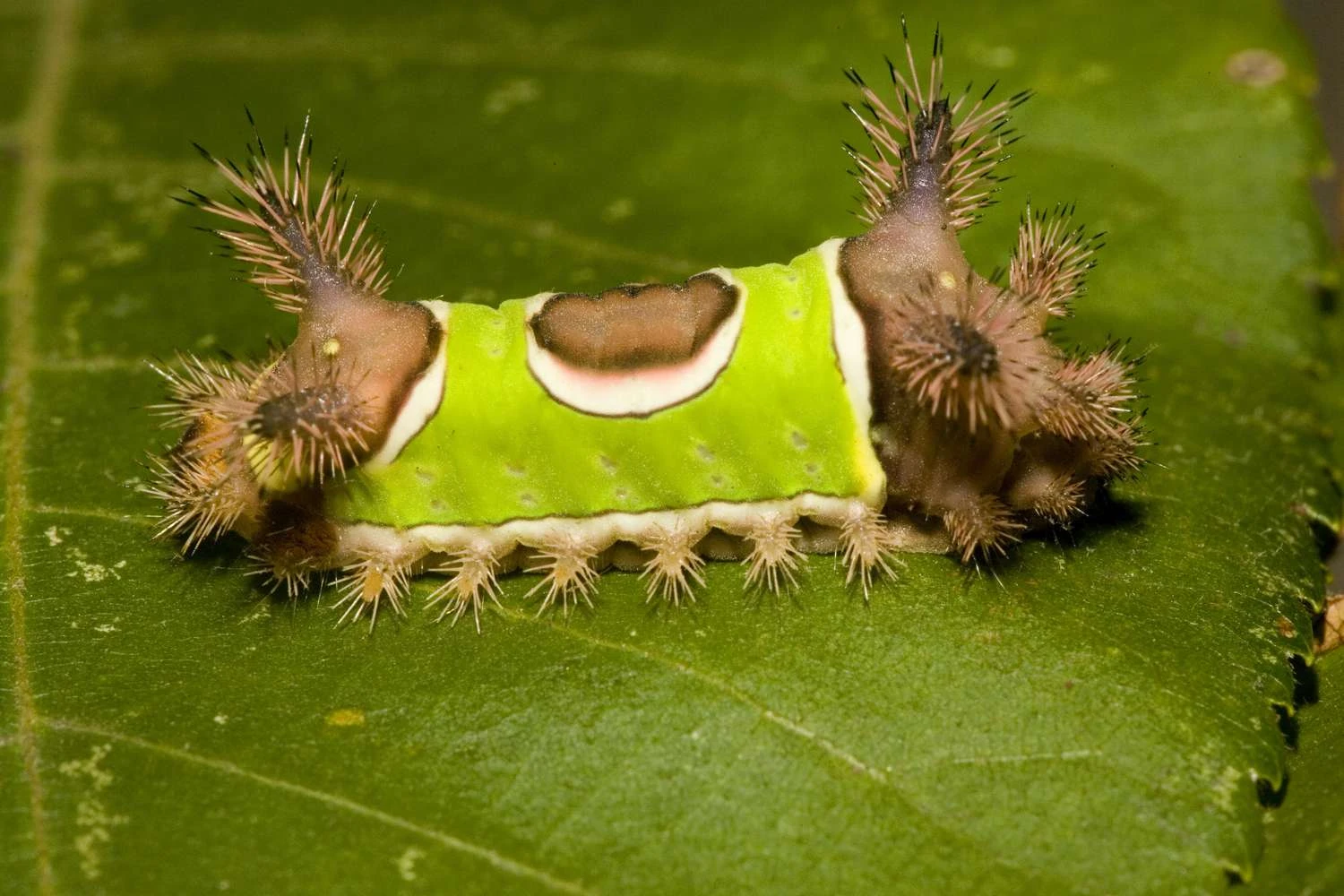 تصویری از کرم زین اسبی