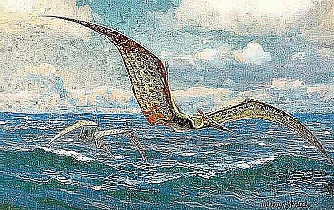 تصویری از پترانودون در حال بال‌بازی