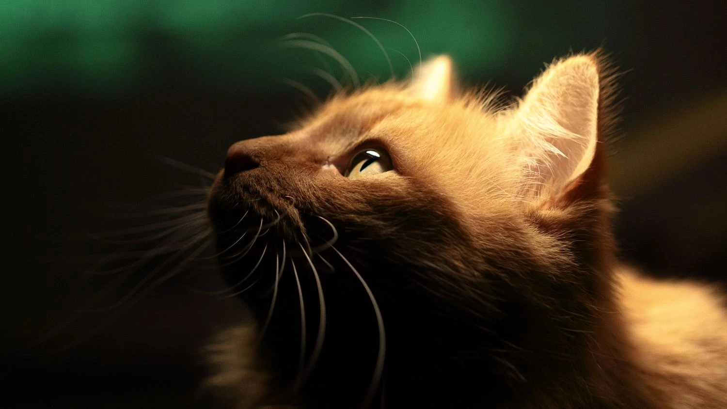 سبیل‌های گربه از طریق ارتعاشات، محیط اطراف را نقشه‌برداری می‌کنند.