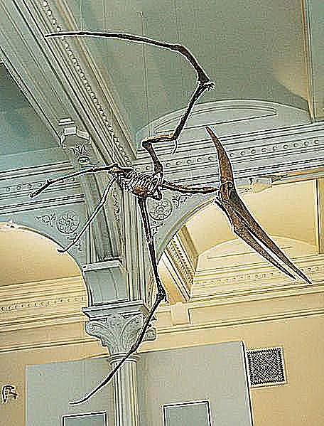 تصویری از پترانودون