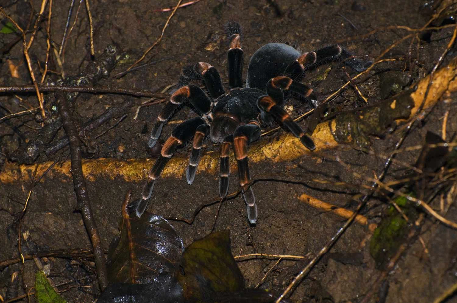 تارانتولای زانو نارنجی (Megaphobema mesomelas)